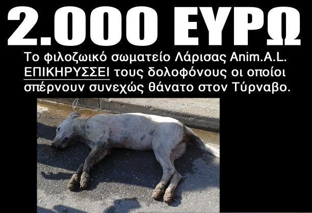 Επικήρυξαν με 2.000 ευρώ τους δράστες που δηλητηριάζουν αδέσποτα στον Τύρναβο